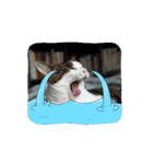 怪物猫シリーズ3（個別スタンプ：13）