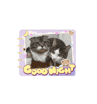 怪物猫シリーズ3（個別スタンプ：16）