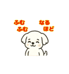 マルチーズちゃん(犬) 動くスタンプ16個（個別スタンプ：6）