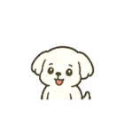 マルチーズちゃん(犬) 動くスタンプ16個（個別スタンプ：8）