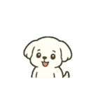マルチーズちゃん(犬) 動くスタンプ16個（個別スタンプ：11）
