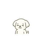 マルチーズちゃん(犬) 動くスタンプ16個（個別スタンプ：12）