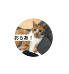 もみじねこスタンプ2（個別スタンプ：1）