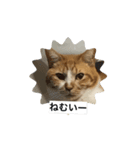 もみじねこスタンプ2（個別スタンプ：2）