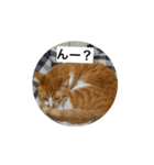 もみじねこスタンプ2（個別スタンプ：3）