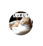 もみじねこスタンプ2（個別スタンプ：4）