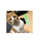 もみじねこスタンプ2（個別スタンプ：5）