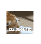 もみじねこスタンプ2（個別スタンプ：6）