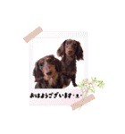 チョコタンダックス  ̑ᴥ ̑ スタンプ（個別スタンプ：1）