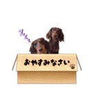 チョコタンダックス  ̑ᴥ ̑ スタンプ（個別スタンプ：2）