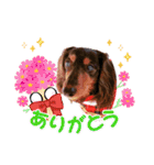 チョコタンダックス  ̑ᴥ ̑ スタンプ（個別スタンプ：5）