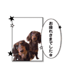 チョコタンダックス  ̑ᴥ ̑ スタンプ（個別スタンプ：7）