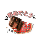 チョコタンダックス  ̑ᴥ ̑ スタンプ（個別スタンプ：8）