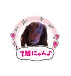 チョコタンダックス  ̑ᴥ ̑ スタンプ（個別スタンプ：11）