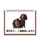 チョコタンダックス  ̑ᴥ ̑ スタンプ（個別スタンプ：19）