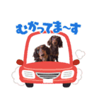 チョコタンダックス  ̑ᴥ ̑ スタンプ（個別スタンプ：21）