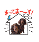 チョコタンダックス  ̑ᴥ ̑ スタンプ（個別スタンプ：22）