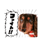 チョコタンダックス  ̑ᴥ ̑ スタンプ（個別スタンプ：28）
