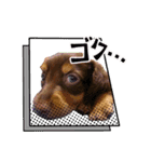 チョコタンダックス  ̑ᴥ ̑ スタンプ（個別スタンプ：31）