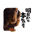 チョコタンダックス  ̑ᴥ ̑ スタンプ（個別スタンプ：33）