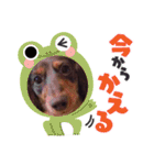 チョコタンダックス  ̑ᴥ ̑ スタンプ（個別スタンプ：34）