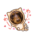 チョコタンダックス  ̑ᴥ ̑ スタンプ（個別スタンプ：35）