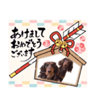 チョコタンダックス  ̑ᴥ ̑ スタンプ（個別スタンプ：39）