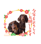 チョコタンダックス  ̑ᴥ ̑ スタンプ（個別スタンプ：40）