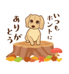 ダックス大好き【秋】クリーム（個別スタンプ：9）