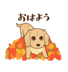 ダックス大好き【秋】クリーム（個別スタンプ：25）
