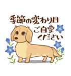ダックス大好き【秋】クリーム（個別スタンプ：37）