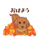 ダックス大好き！【秋】レッド（個別スタンプ：25）