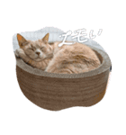 ミルクのきまぐれにゃ（個別スタンプ：4）