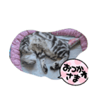 ミルクのきまぐれにゃ（個別スタンプ：6）