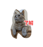 ミルクのきまぐれにゃ（個別スタンプ：7）