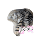 ミルクのきまぐれにゃ（個別スタンプ：13）