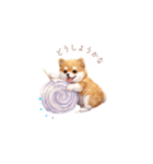柴犬×スイーツ♡（個別スタンプ：27）