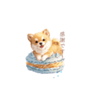 柴犬×スイーツ♡（個別スタンプ：36）