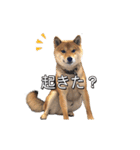 柴犬ピーナッツスタンプ2作目（個別スタンプ：1）