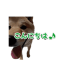 柴犬ピーナッツスタンプ2作目（個別スタンプ：2）