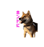 柴犬ピーナッツスタンプ2作目（個別スタンプ：6）
