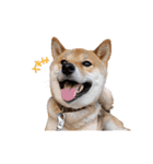 柴犬ピーナッツスタンプ2作目（個別スタンプ：8）