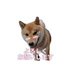 柴犬ピーナッツスタンプ2作目（個別スタンプ：9）