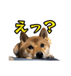 柴犬ピーナッツスタンプ2作目（個別スタンプ：11）