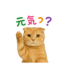 日常使い 猫がそばにいる（個別スタンプ：5）