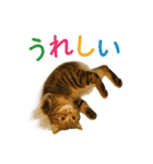 日常使い 猫がそばにいる（個別スタンプ：6）