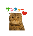日常使い 猫がそばにいる（個別スタンプ：7）