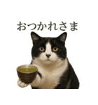 日常使い 猫がそばにいる（個別スタンプ：13）
