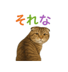 日常使い 猫がそばにいる（個別スタンプ：14）