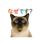 日常使い 猫がそばにいる（個別スタンプ：16）